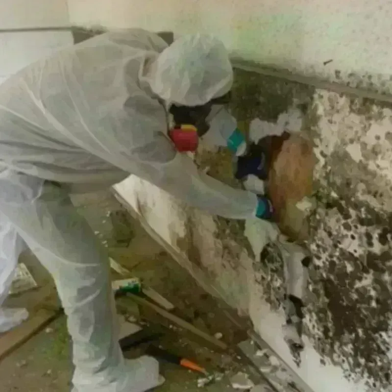 Mold Remediation and Removal in Covington, GA